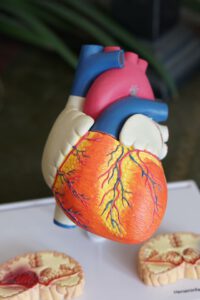 model serca - medycyna