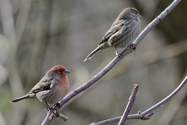 dziwonia ogrodowa – para ptaków (samiec i samica)