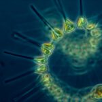 fitoplankton – tłumaczenia z biologii