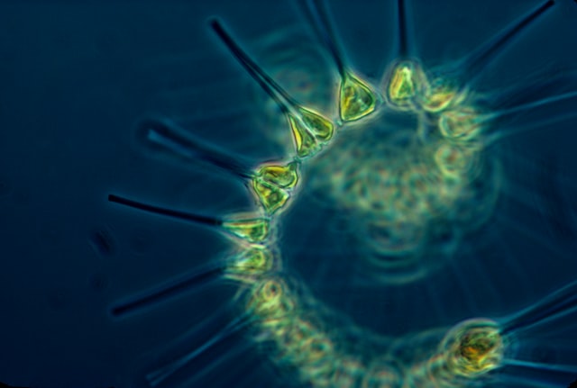 fitoplankton – tłumaczenia z biologii