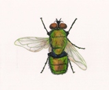 mucha zielona – tłumaczenia biologia