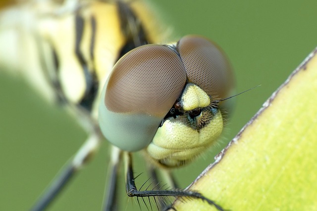 oczy złożone ważki – tłumaczenia z biologii, zoologii, entomologii