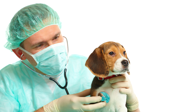 lekarz weterynarii badający psa – tłumaczenia z weterynarii