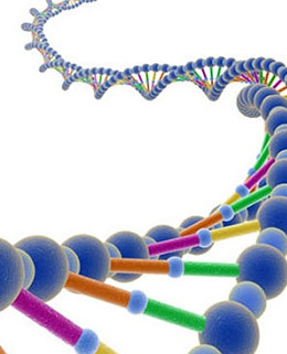 Model przestrzenny podwójnej helisy DNA