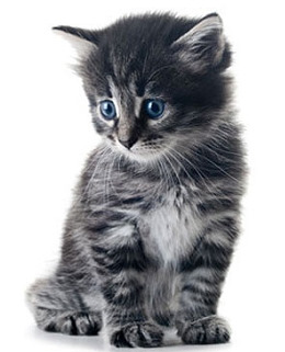 Szary kotek z niebieskimi oczami