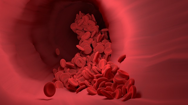 erytrocyty w świetle naczynia krwionośnego – tłumaczenie naukowe