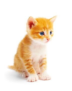 Rudy kotek o białym brzuszku i niebieskich oczach