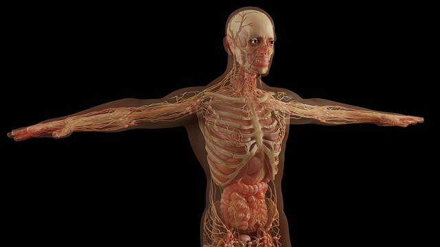 anatomia ludzkiego ciała - leksykon 3D
