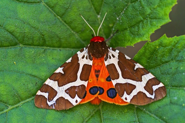 niedźwiedziówka kaja, motyl na liściu - tłumacz entomolog