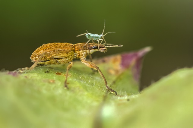 oprzędzik łubinowy, chrząszcz ryjkowiec - tłumaczenia z entomologii