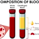 hematologia - składniki krwi po zwirowaniu - j. angielski