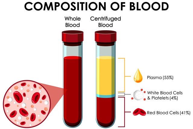 hematologia - składniki krwi po zwirowaniu - j. angielski